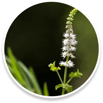 cohosh sleep lean